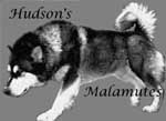 Hudsons Malamutes - my breeder of choice