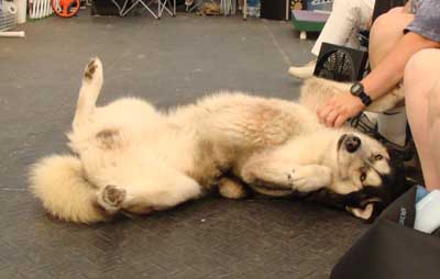 Cinnabar - Alaskan Malamute - Agility Trials