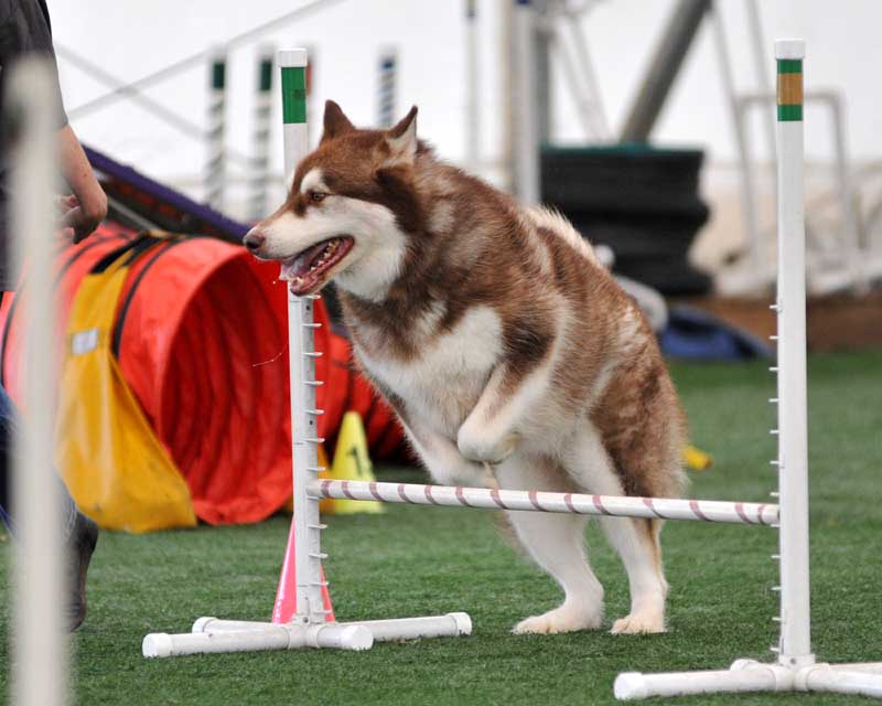 Cinnabar - Alaskan Malamute