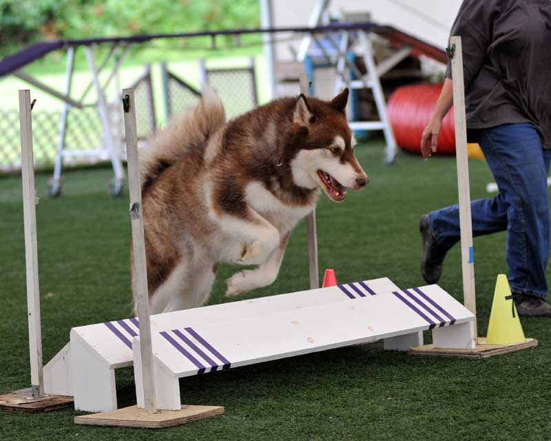 Cinnabar - Alaskan Malamute