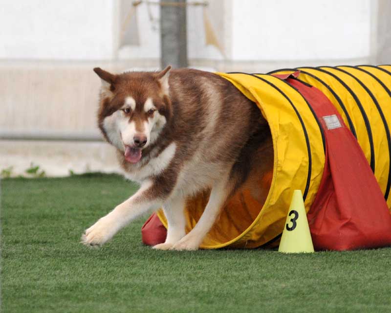 Cinnabar - Alaskan Malamute