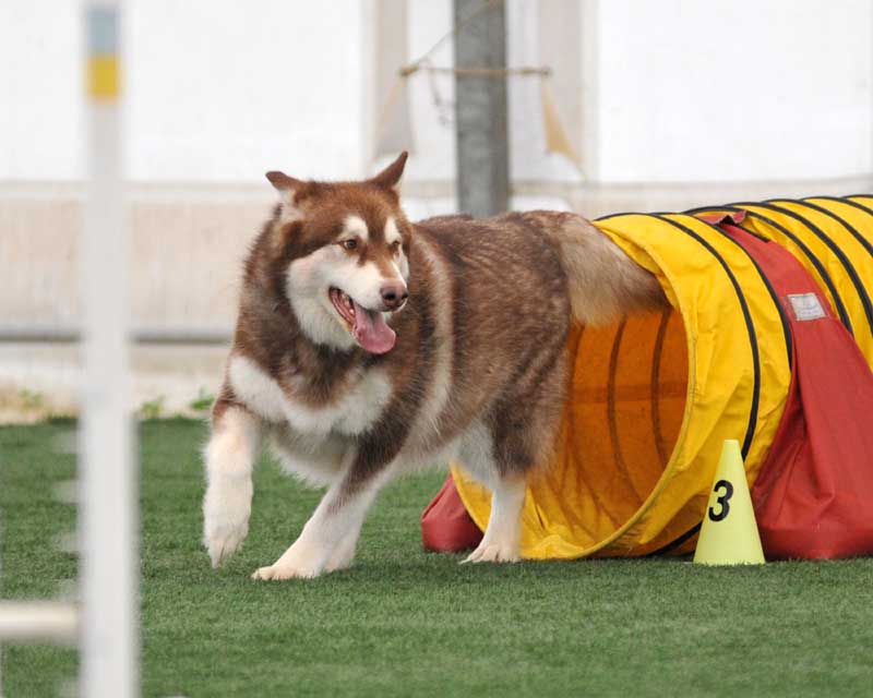 Cinnabar - Alaskan Malamute