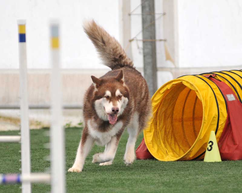 Cinnabar - Alaskan Malamute