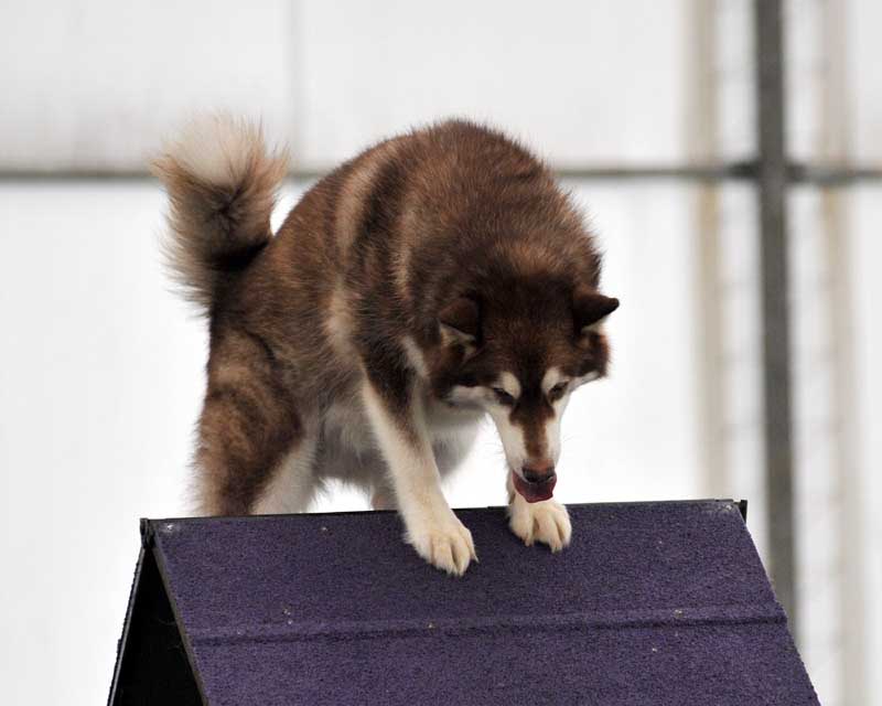 Cinnabar - Alaskan Malamute