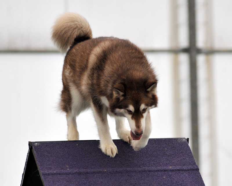 Cinnabar - Alaskan Malamute