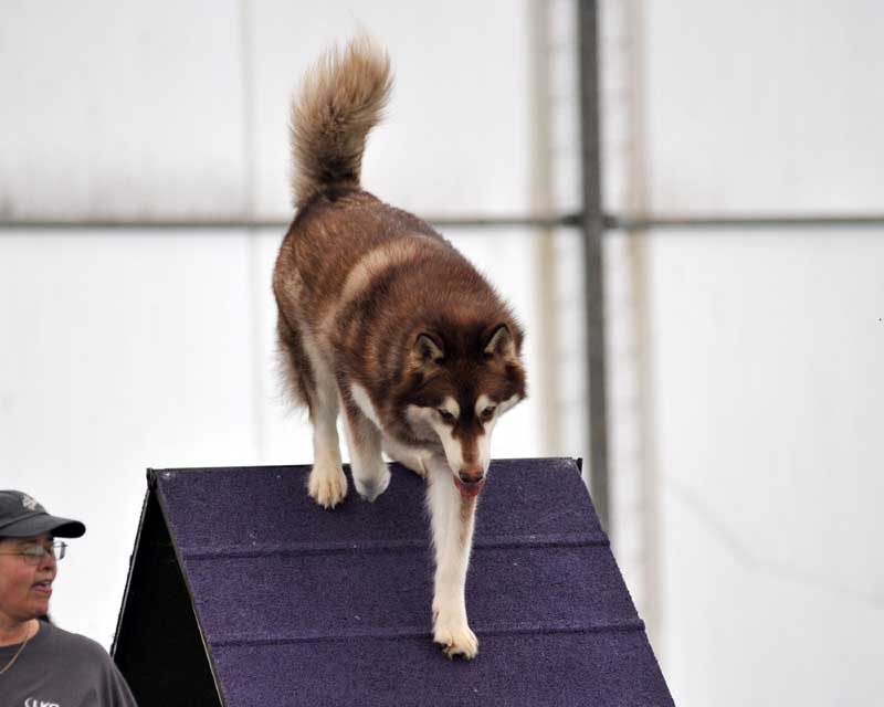 Cinnabar - Alaskan Malamute