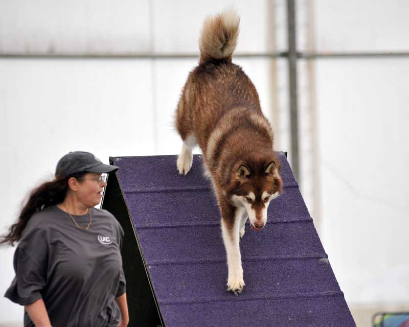 Cinnabar - Alaskan Malamute