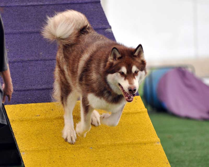 Cinnabar - Alaskan Malamute