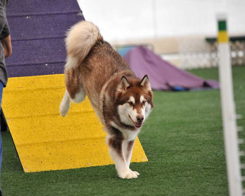 Cinnabar - Alaskan Malamute