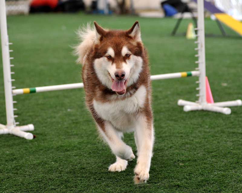 Cinnabar - Alaskan Malamute