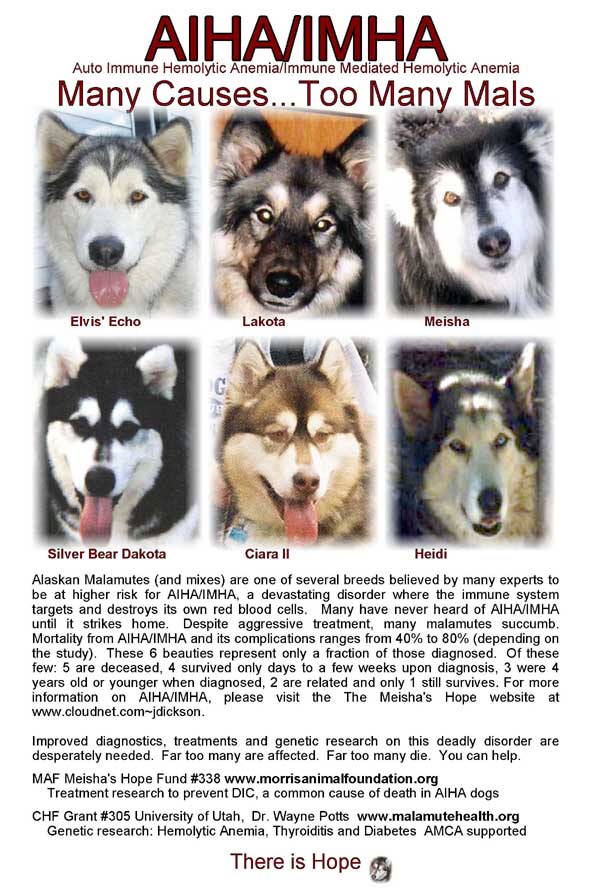 Alaskan Malamutes - Auto Immune Hemolytic Anemia / Immune Mediated Hemolytic Anemia