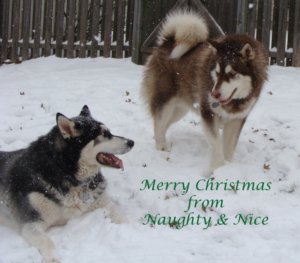 Merry Christmas from The Franklins 2013