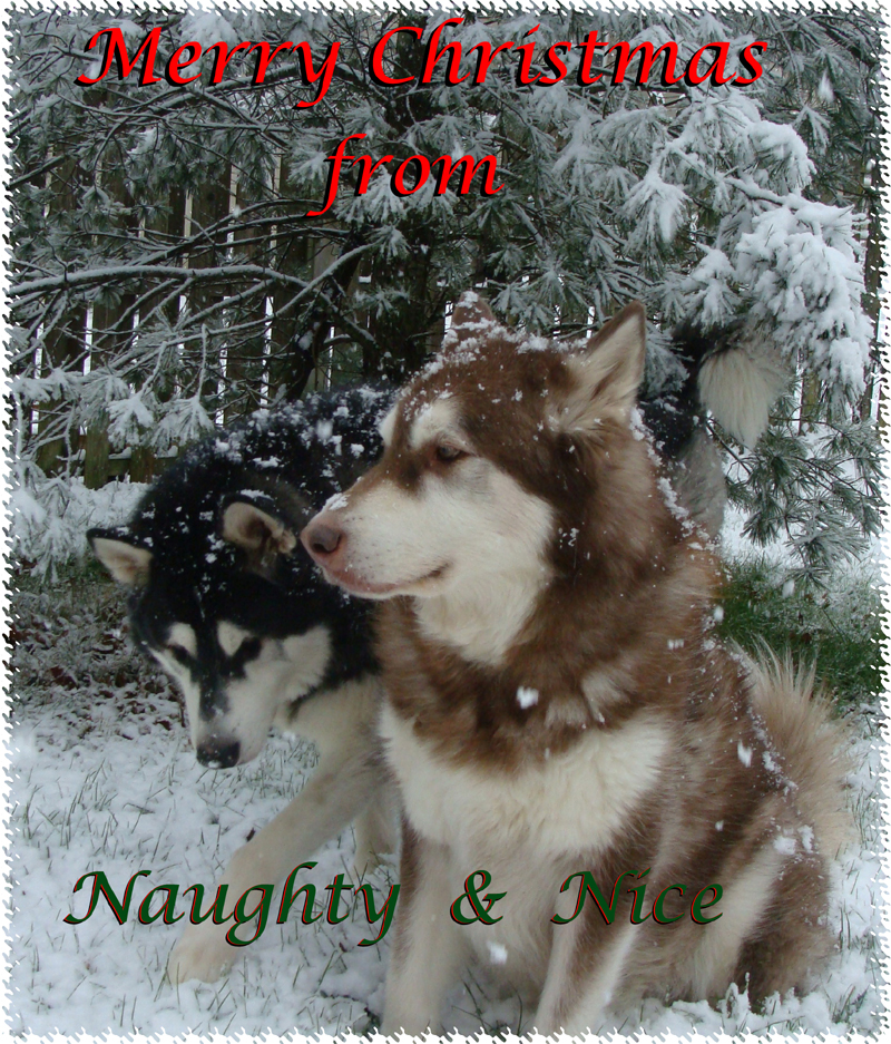 Merry Christmas from The Franklins 2012