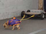 Canine Weight Pull