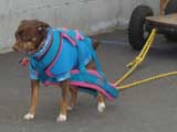 Canine Weight Pull