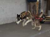 Canine Weight Pull