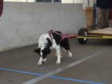 Canine Weight Pull