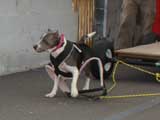 Canine Weight Pull