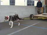 Canine Weight Pull