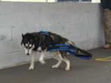 Canine Weight Pull