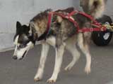 Canine Weight Pull