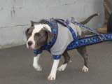 Canine Weight Pull