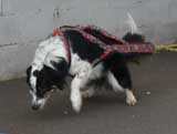 Canine Weight Pull