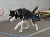 Canine Weight Pull