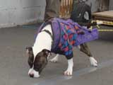 Canine Weight Pull