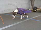 Canine Weight Pull