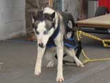 Canine Weight Pull