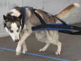 Canine Weight Pull