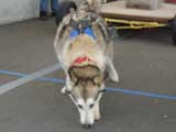 Canine Weight Pull