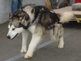 Canine Weight Pull