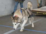 Canine Weight Pull