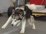 Canine Weight Pull