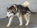Canine Weight Pull
