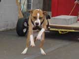 Canine Weight Pull