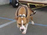 Canine Weight Pull