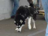 Canine Weight Pull