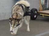 Canine Weight Pull