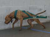 Canine Weight Pull