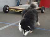 Canine Weight Pull