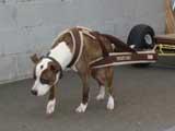 Canine Weight Pull