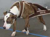 Canine Weight Pull