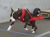 Canine Weight Pull