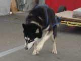 Canine Weight Pull