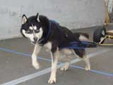 Canine Weight Pull