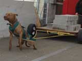 Canine Weight Pull