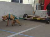 Canine Weight Pull
